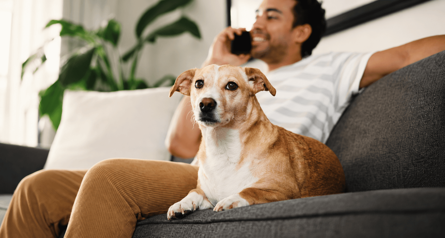 Dog resting comfortably in boarding facility with caregiver nearby