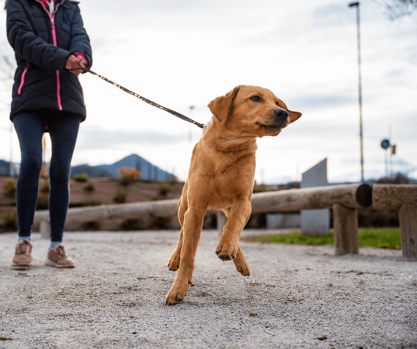 Various dogs showing different common behaviour issues in training environment