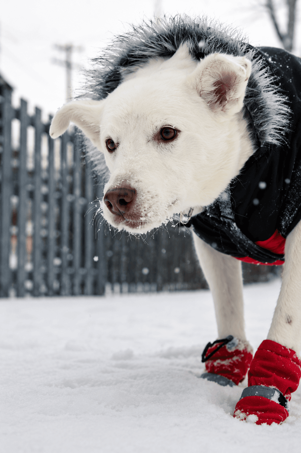 Visual guide showing exercise requirements for different dog breeds