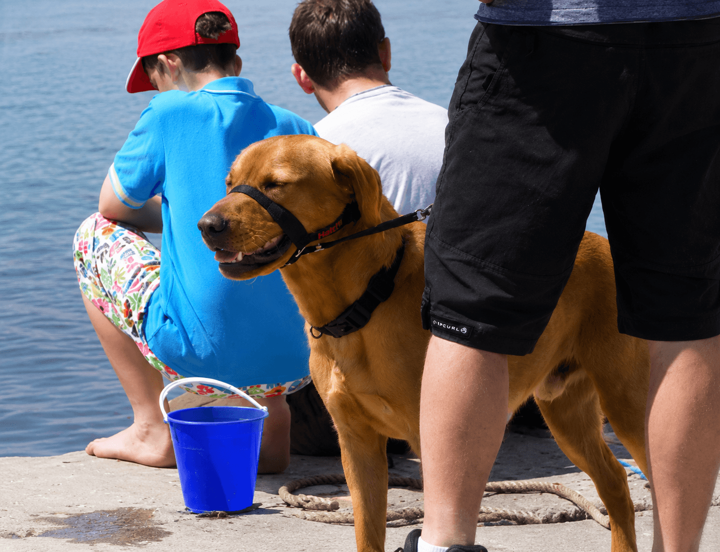 Comparison of different dog harnesses and collars for heavy pullers