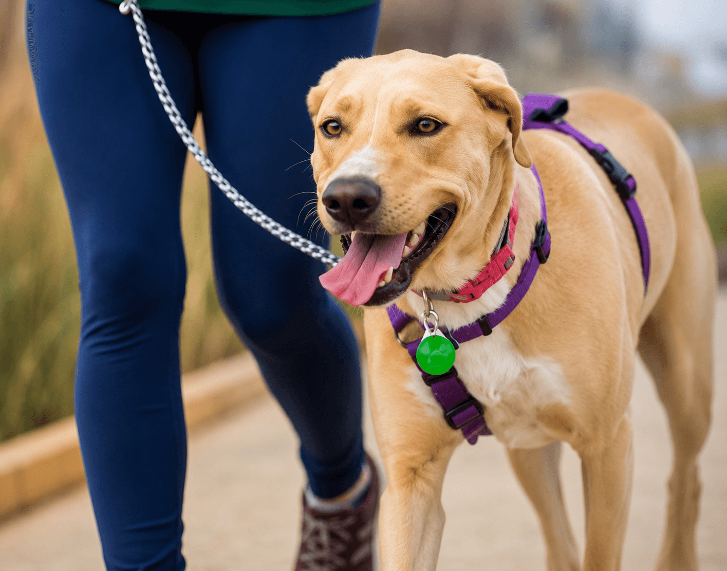 Dog walking calmly on loose leash beside owner showing proper technique