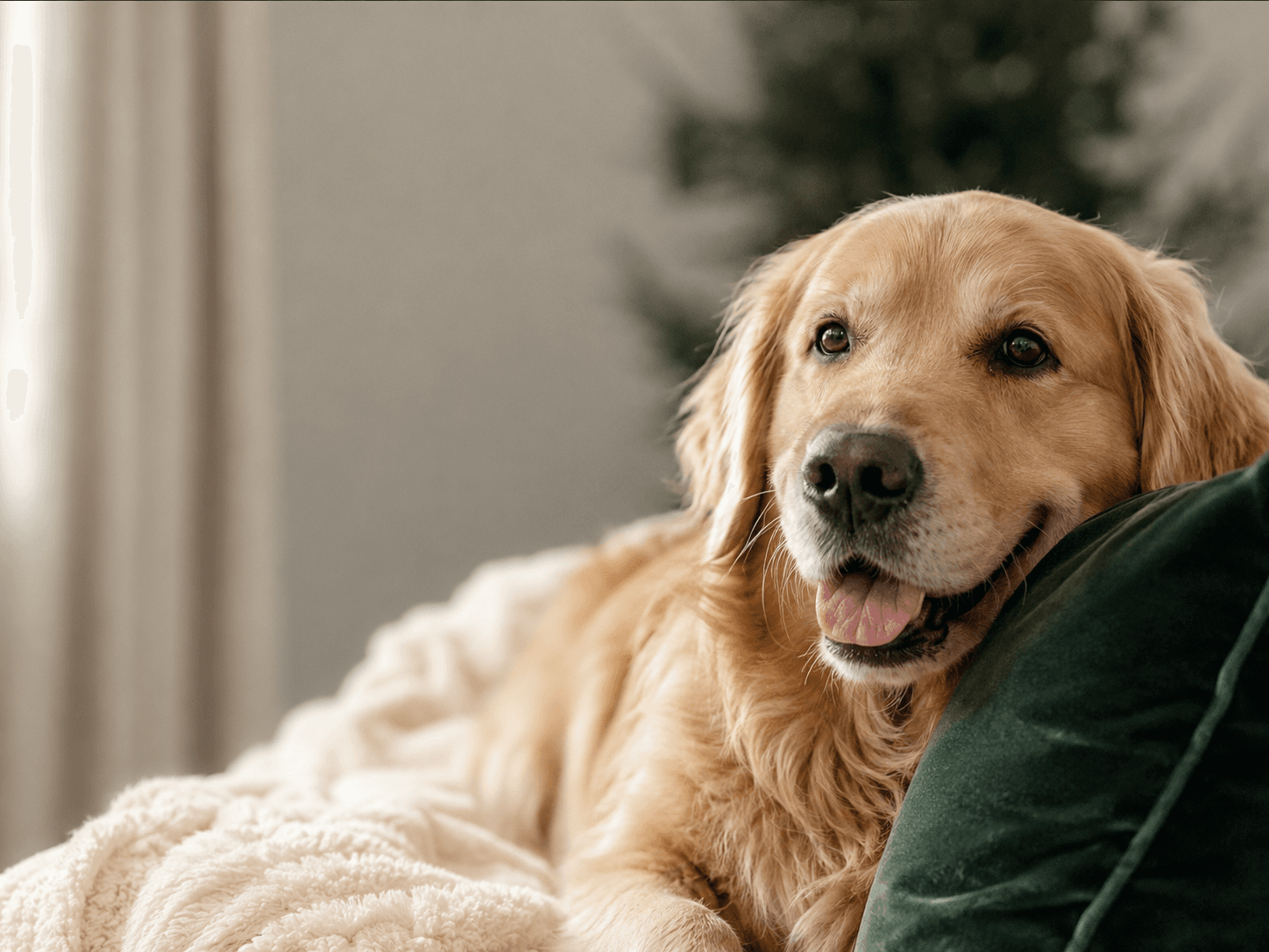 Happy relaxed dog resting in a warm premium interior