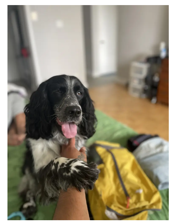 Happy dog near care notes and updates