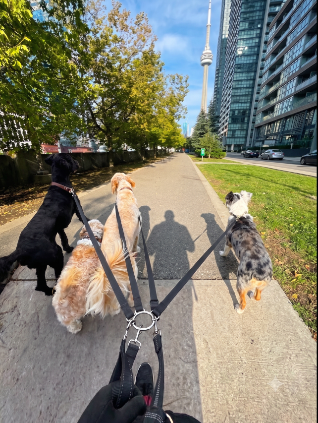 Calm structured neighbourhood dog walk
