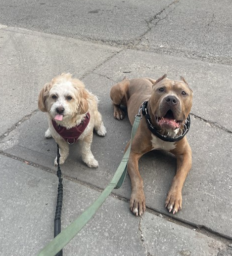 Dog walk